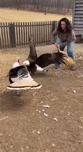 Eagle Attacks a Turkey — Owner Fights Back with a Broom