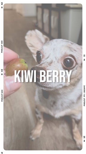 Dog Food Taste Test: Kiwiberrys and Red Bananas