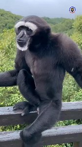 397K views · 4K reactions | The Hoolock Gibbon is the only ape found in India and the entire northeastern region of South Asia.  #gibbon #wildlife #naturelovers #viralpage #petadoption #trendingreel #monkeys #knowanytime | Know Anytime | Facebook