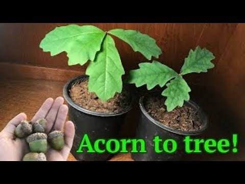 How to grow a White Oak tree from acorn/seed