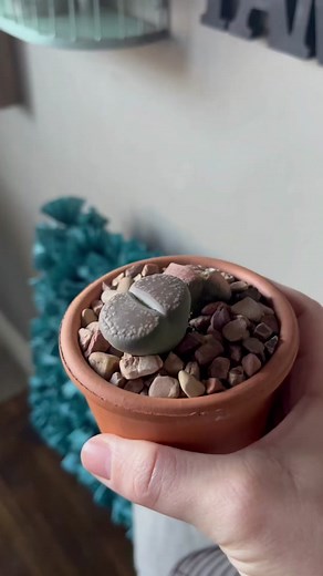 Lithop (rock plant) - I have 6…I can show y’all all of them if you want!! So far, they’re doing well 🪨 #lithop #rockplant #lithopsplitting #lithopsplit #succulent #succulents #plants