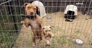 207 dogs rescued in Dallas from suspected dogfighting operation