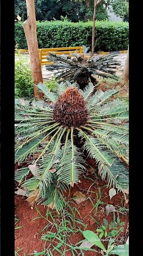 Cycas Care: Everything You Need to Know