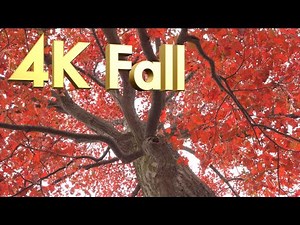 The Best Classical Music - 4K HDR Fall Forest