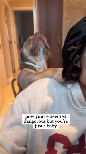 He’s an XL bully but he’s really just a mummy’s boy 🥹🩵 #xlbully #xlbullysofinstagram #cutedog #dogsofinstagram #mummysboy