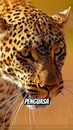 Kucing Terkuat di Hutan Amazon #jaguar #hewanbuas #sungaiamazon #reelsvideoシ #kucingviral #kucinglucu | Sekitar Kita