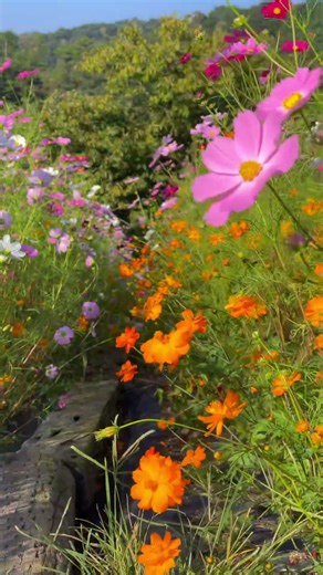 A Trip to Switzerland's Stunning Natural Beauty#travel #nature #switzerland #visitswitzerland