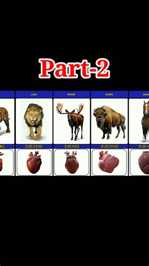 Top 40 Animals with the BIGGEST Hearts! 🦒🐳.