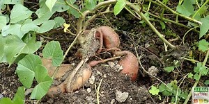 Récolte de la patate douce: période, comment faire