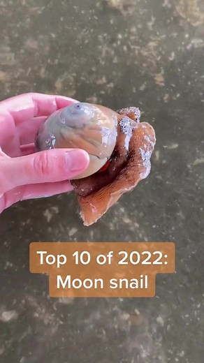 Exploring Moon Snails and Intertidal Life in Seattle