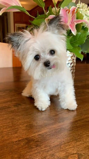 4.1M views · 175K reactions | gentle reminder: you got this  | Norbert | Facebook