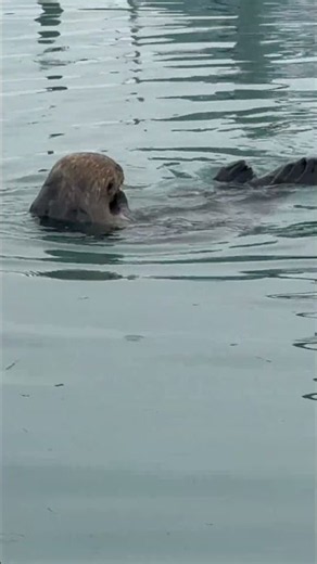 🦦❤️ THIS IS WHY I LOVE ALASKA! 🇺🇸 Wild Sea Otter Enjoying Dinner in Valdez Harbor! 🤯