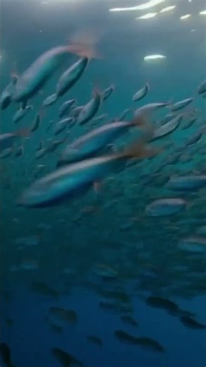 Dolphins Go WILD in an Epic Feeding Frenzy! 🐬