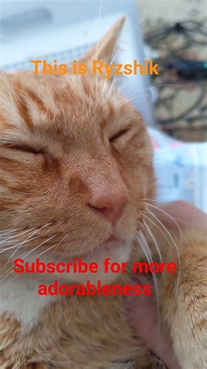 MY CAT JS SO ADORABLE #shorts #youtubeshorts #shorts #adorable #youtube