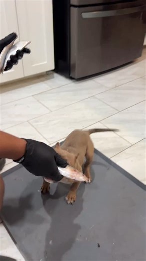 Worldpethealth | Major key is always fish!! | Instagram