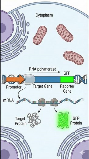 How to Make Cells Glow: Reporter Gene Assays 💡 #biotech #science #science #biology