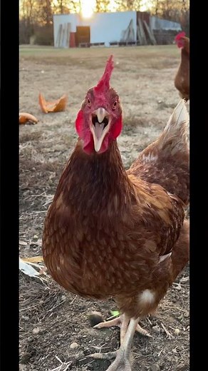 Jessica where are you? Come get your bird! #chickens #farm #jessica