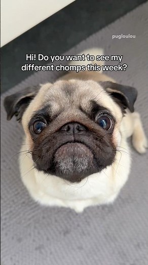 It was a week full of Mosy chomps! 🦖🦷 #pug #dog #funny