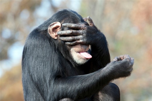 30 Monkey Puns That Are 'Ape-solutely' Hilarious