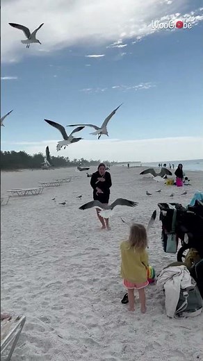 Husband Pranks Wife: Hilarious Seagull Beach Surprise! || WooGlobe