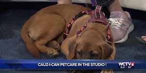 In the Spotlight: Cauzican Foster Dogs features two pups up for adoption