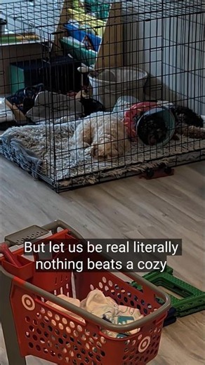 Funny Cavapoo Puppies Relaxing All Day Long