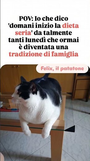 Il gatto PATATONE che dice "da lunedì mi metto a dieta" da 3 anni 😂🐱