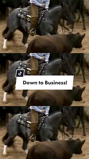 Get down to business! ⬇️ #cuttinghorse #blueroan #stallion #hashtags #ncha #texas #showhorse #sport #challenge #horse
