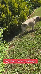 Dog drum dance challenge 🤣😂#trendingvideo #fbviralreels #funnyreelsvideo #dogdancefreestyle #trendingdance #funnyreels #dog #funnyvideos #pugsofinstagram #coupledancing | Pug Philosophy