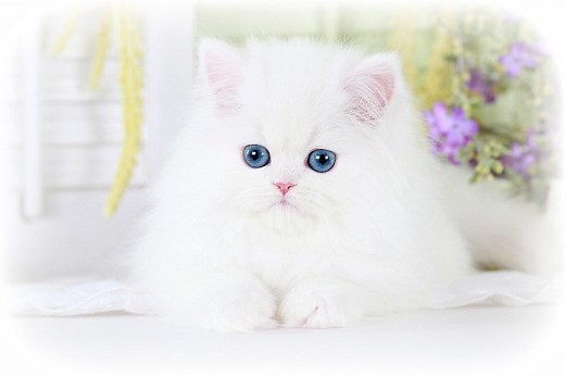 White Persian Kittens - White Persian Cats - White Cats - White Kittens