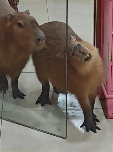 Capybaras: The Cutest Escape Artists