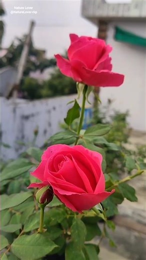 Most Beautiful Roses in Nature Lover Terrace Garden #roses #flowers #gardening
