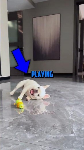 Dogs Playing With Toys 😂🐶