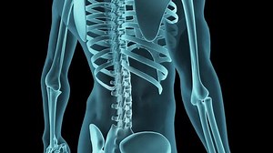 Medical 3D visualization of a human spine with emphasis on lower back pain. Great for healthcare, chiropractic, and orthopedic applications. Includes luma matte.