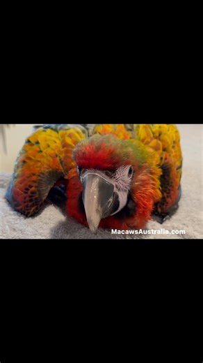 366 reactions · 15 comments | Red Dominant Camelot will be going to his family within the week #macaw #pet #parrot #camelot | Macaws Australia | Facebook