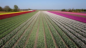 Holland, Netherlands, City