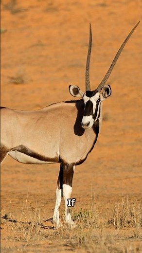 Do you know about 'Gemsbok'? - The Desert's Majestic Survivor! #animals #facts #desert