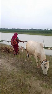 Real life of Bangladeshi village #reels #villagelife