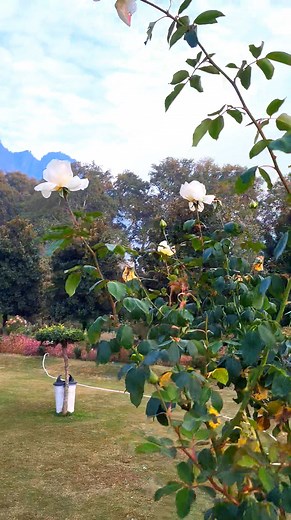 88K views · 9.7K reactions | Beautiful view 鹿 #nature #explore | Islamic peace page | Facebook