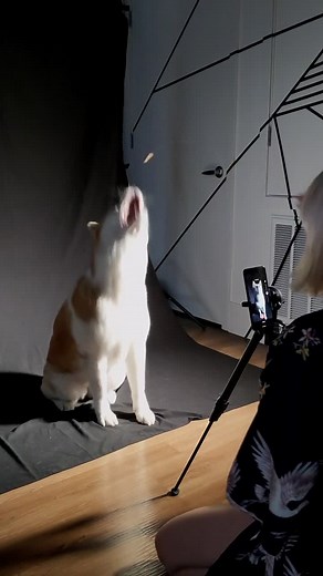 Learn how to edit the #splitscreenchallenge with KineMaster #MadewithKineMaster #videoeditingtips