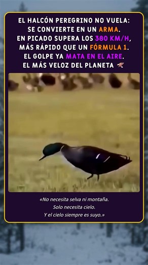 380 km/h en picado: el arma más veloz del planeta tiene alas