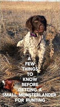 Small Munsterlander A Versatile Hunting Dog