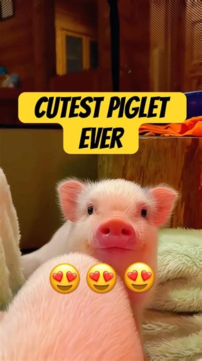 Meet the Cutest Piglet in Town 🐷💖 | Too Adorable to Miss! #animallovers #cuteanimals #piglet