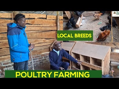 Indigenous Local Poultry Farming Explained | Practical Field Knowledge from the Farm