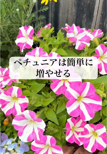 ペチュニアの挿し芽術で広がるガーデニングの楽しみ