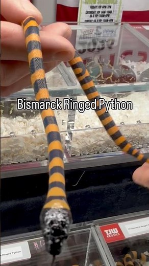 Bismarck Ringed Python by TJW Exotics