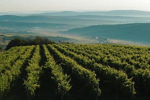 Codru PGI - Wine of Moldova