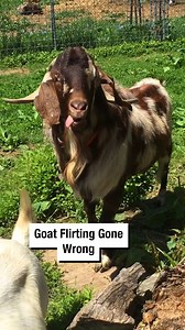 686K views · 13K reactions | Goat Flirting Gone Wrong  | Wrestling News | Facebook