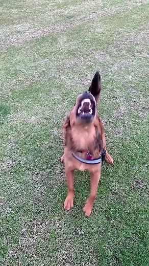 Capture Your Dog Barking in Slow Motion