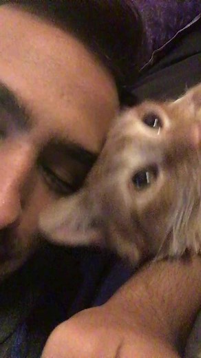 164K views · 8.5K reactions | Kermit’s first day of being home 凉 #catsoffacebook | Javie and Mr. Kermit | Facebook